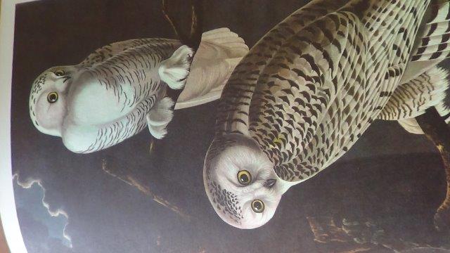 Audubon, J.J., - The birds of America.